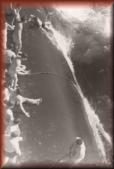 Skipjack Swim Call off Bermuda